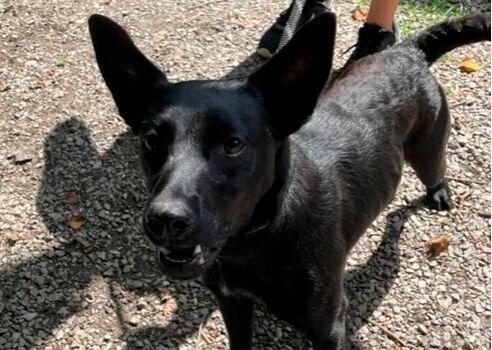 Ontario humane society sales dogs for adoption