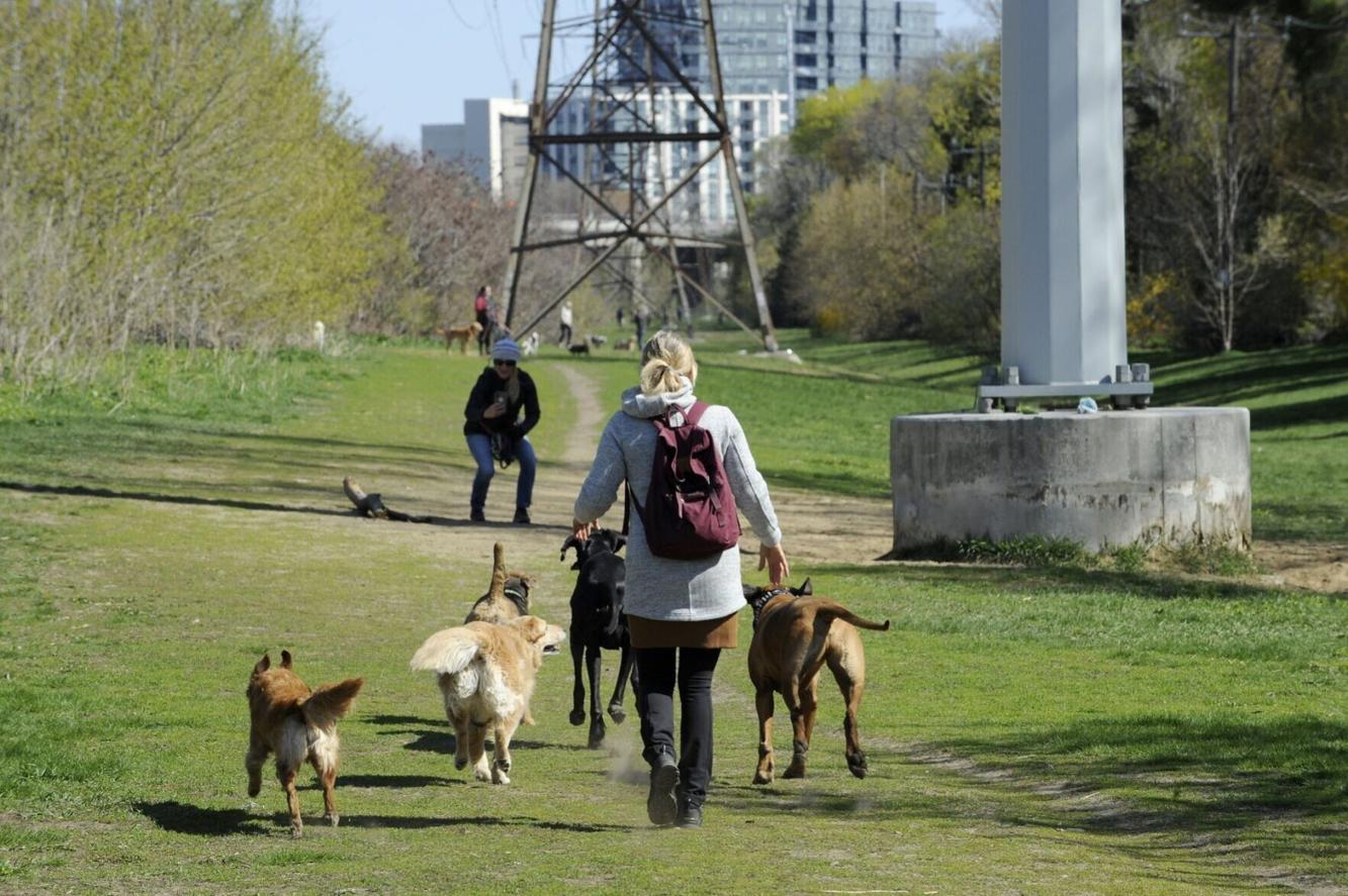 New Richmond Hill animal control bylaw limits dogs and cats