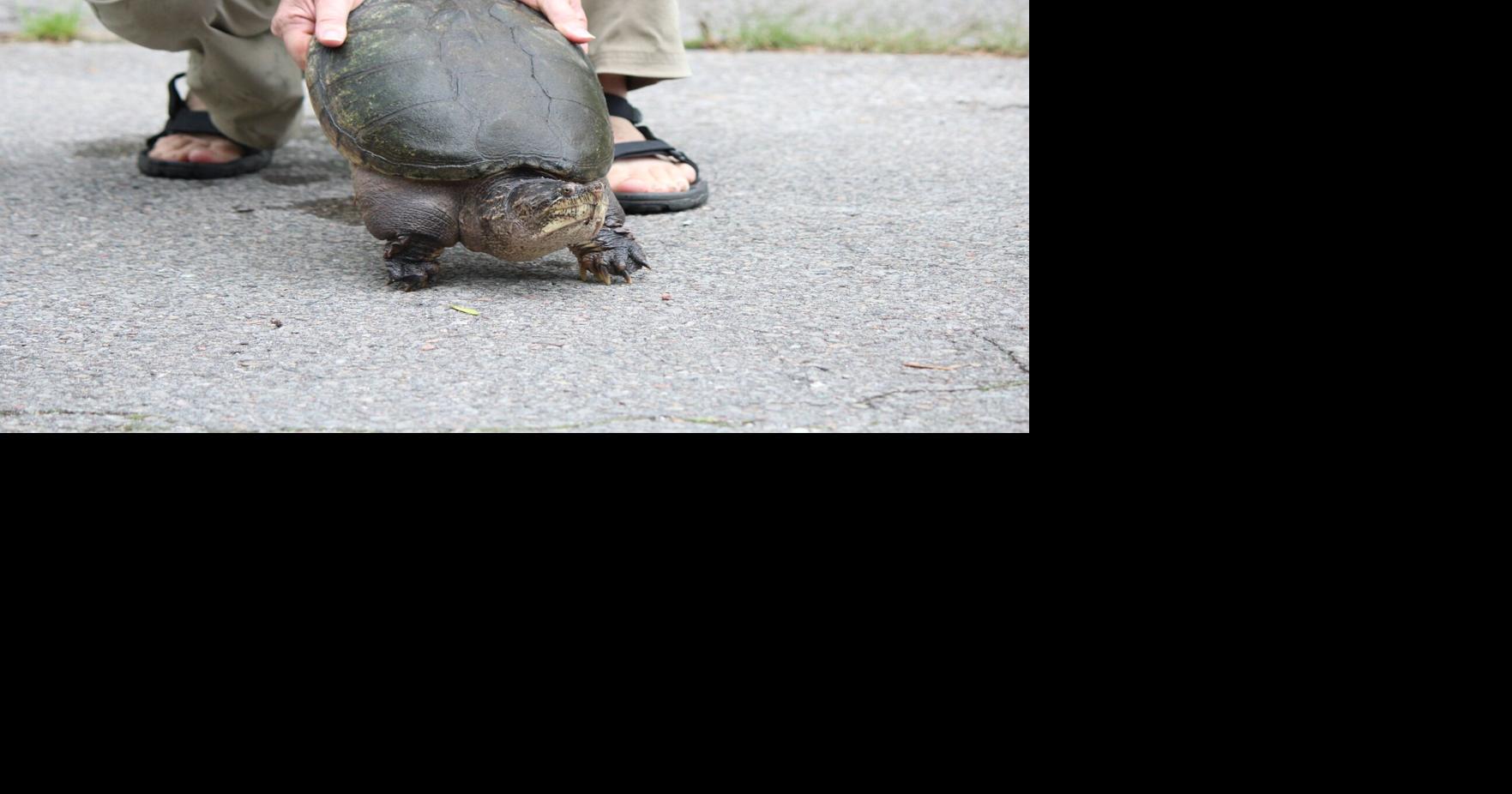 Construction crew, York staff save snapping turtles in Vaughan