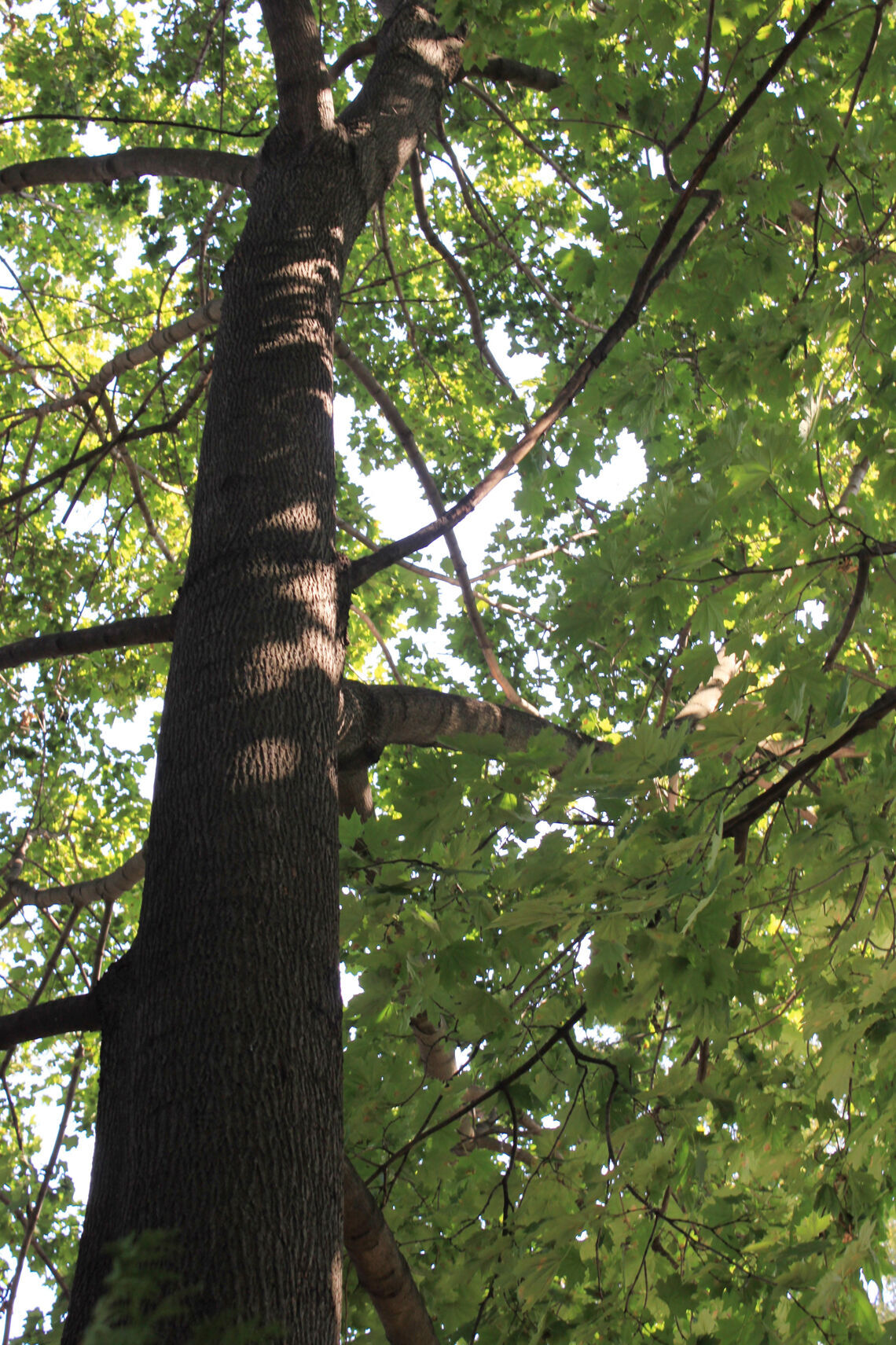 Aurora bylaw may limit you to cut down 2 trees