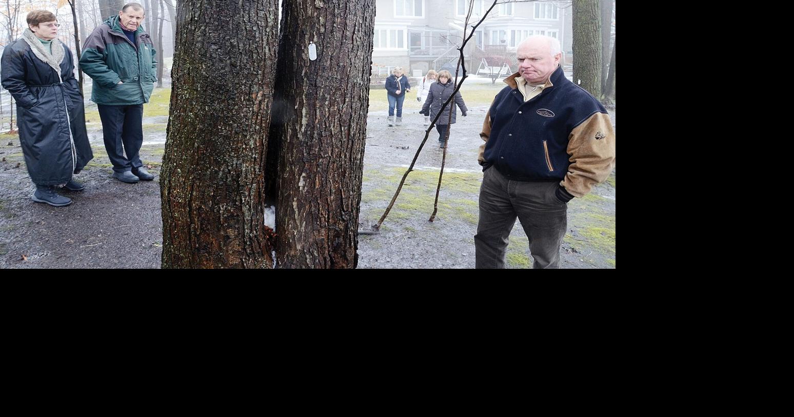 Aurora delays tree bylaw