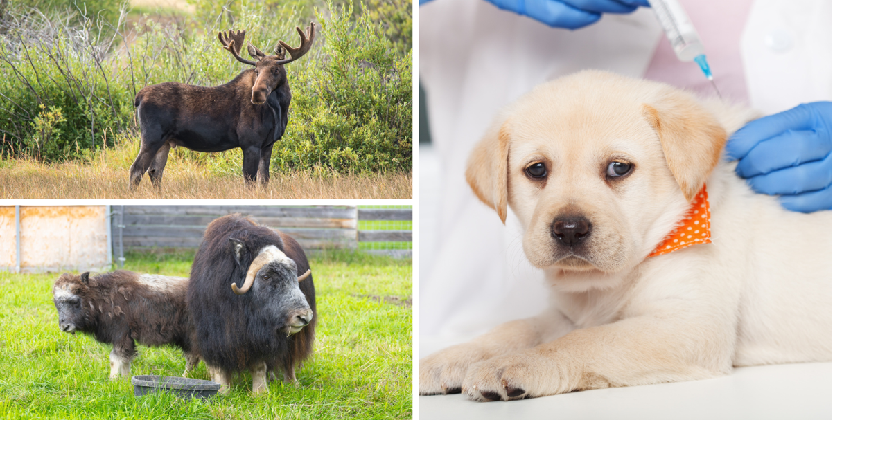 AROUND ALASKA: Moose Hunting, Meet the Muskox and Pet Vaccines ...
