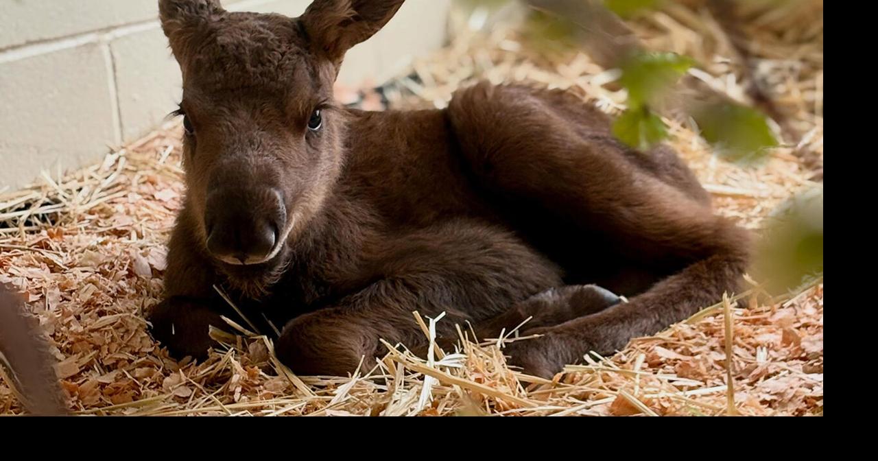 Alaska Zoo welcomes orphaned caribou and moose calves for summer care