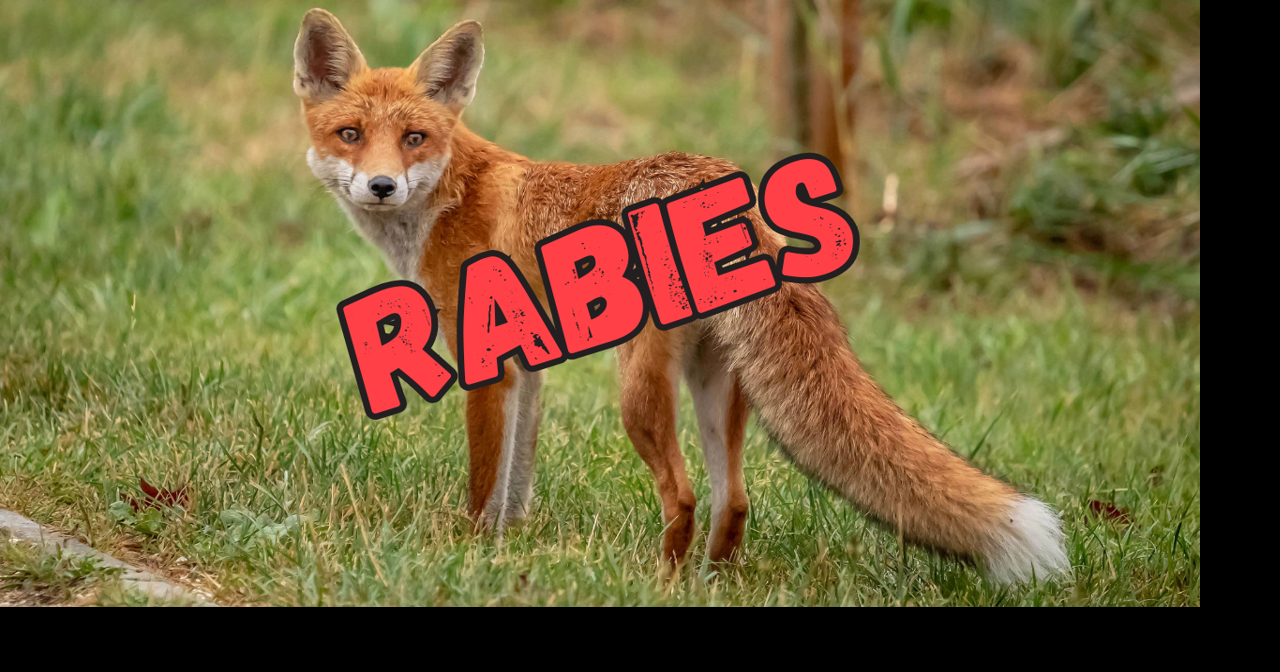 Rabid fox confirmed in Bethel as health officials urge pet vaccinations ...