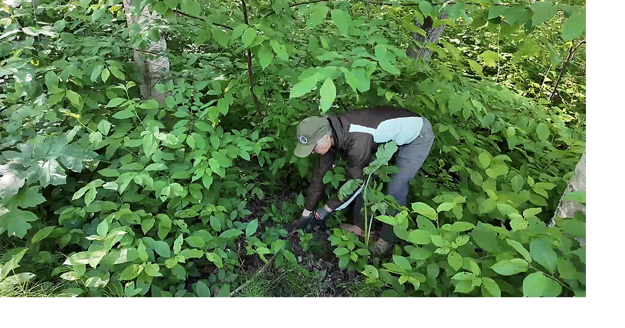 Volunteers invited for Valley of the Moon habitat restoration project