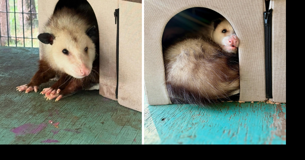 Alaska Zoo mourns Grubby the opossum, a beloved and unlikely icon