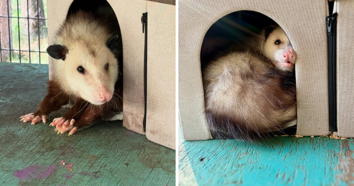 Alaska Zoo mourns Grubby the opossum, a beloved and unlikely icon