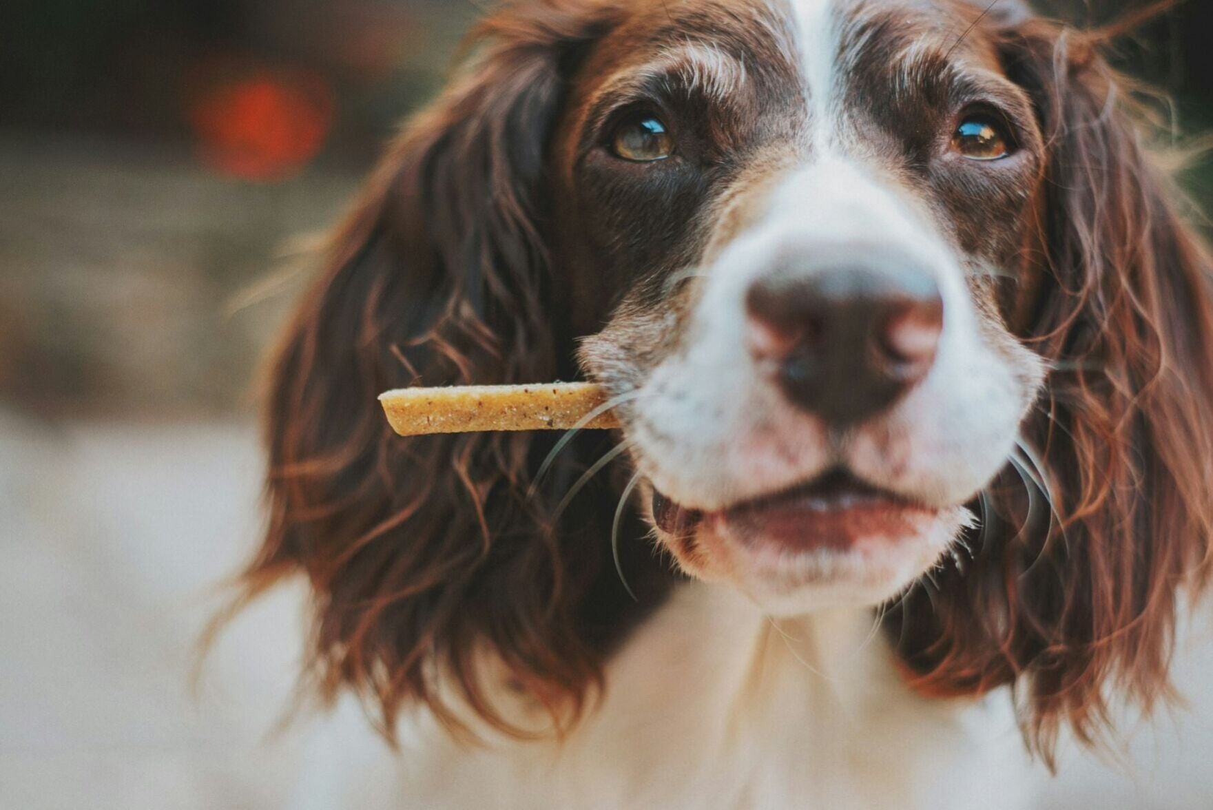 <a href="https://www.youralaskalink.com/news/national/eat-your-dog-s-food-40-of-owners-say-they-would/article_f3bea78c-3562-5413-948e-2662517c8368.html" target="_blank">Eat your dog’s food? 40% of owners say they would</a>