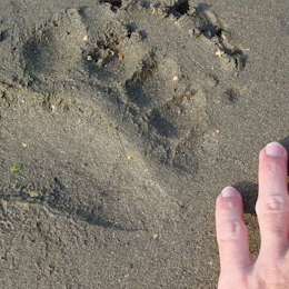 Two friends are safe after a scary encounter with a bear in Anchorage - Vimarsana News