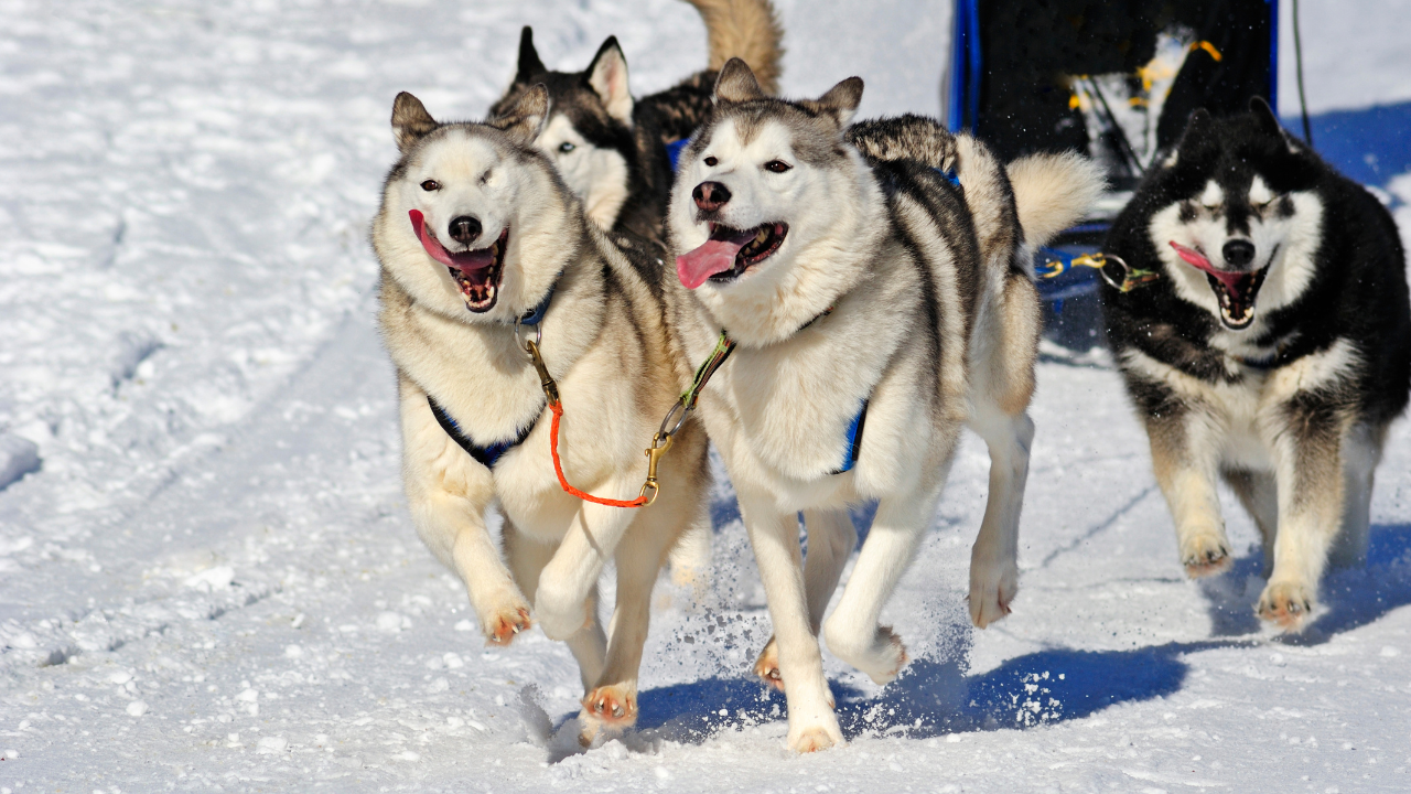 Countdown Begins 2024 Iditarod aims for largest prize purse yet