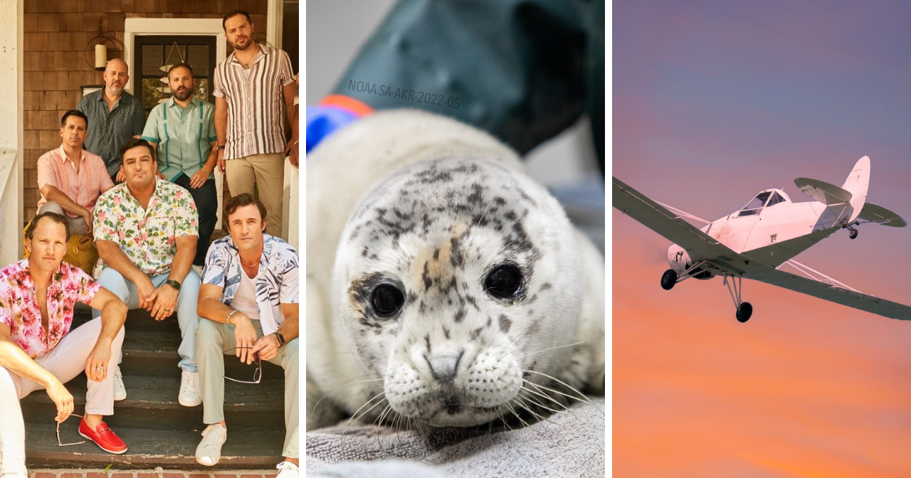 AROUND ALASKA: Straight No Chaser, Cuteness Overload, and Let's Fly! - Vimarsana News
