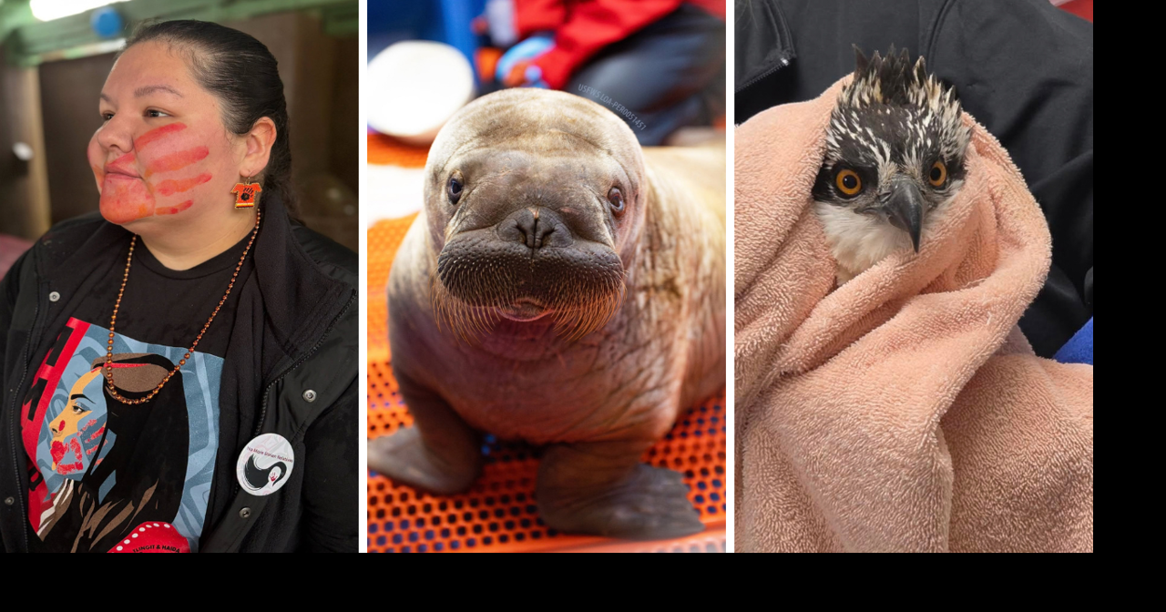 AROUND ALASKA: Community Walk, Walrus Care, and Osprey Rescue!