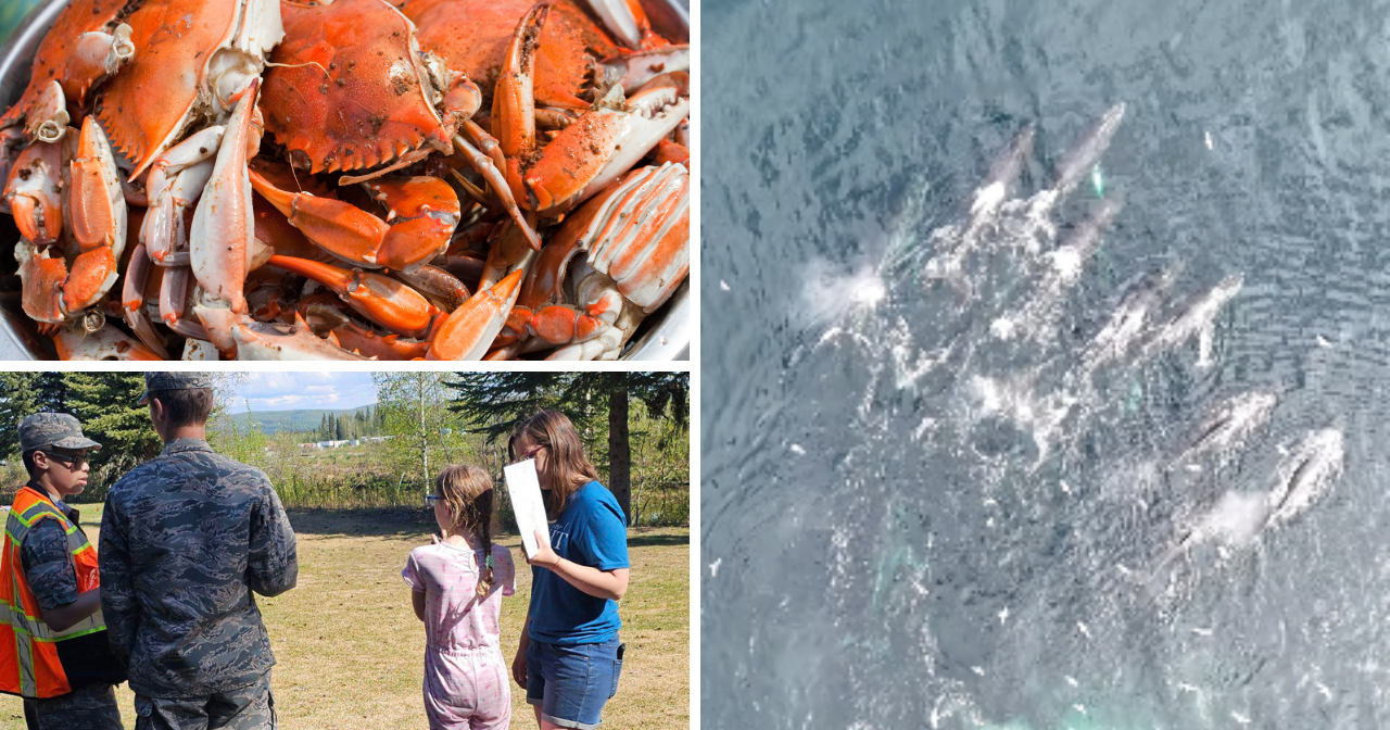 AROUND ALASKA: Crab Festival, Kids to Parks and Humpback Whales! - Vimarsana News