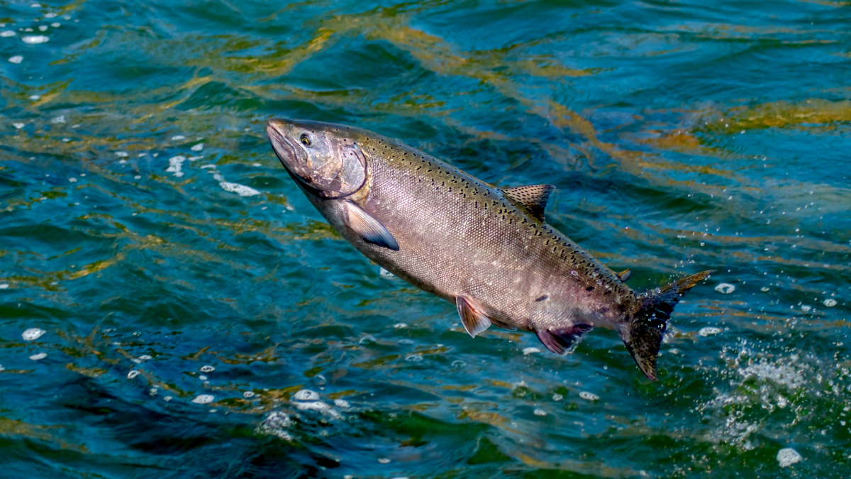 Historic Agreement to Protect Yukon River Chinook Salmon Signed by ...