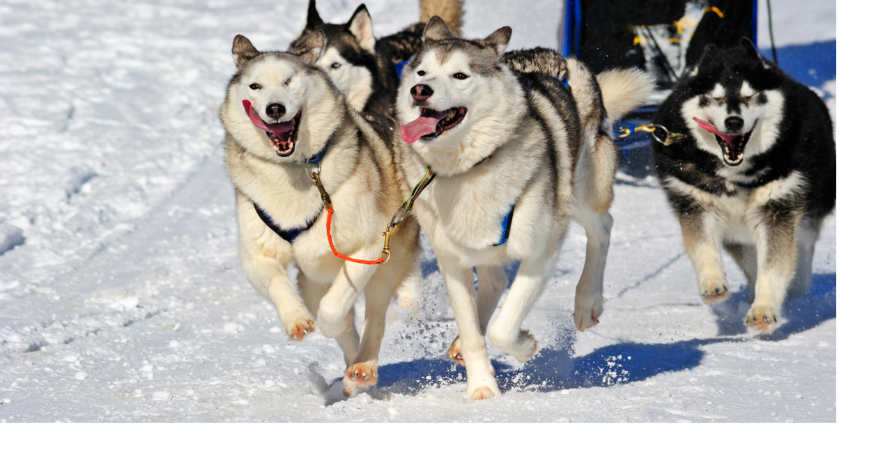 Countdown Begins 2024 Iditarod aims for largest prize purse yet