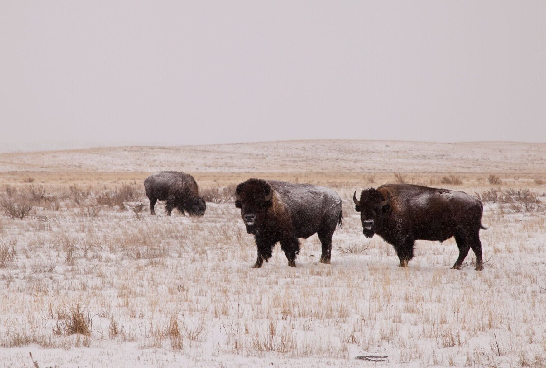 <a href="https://www.youralaskalink.com/news/national/missoula-group-appeals-blm-move-on-northeastern-montana-bison/article_a8904934-8ced-5776-8c39-f1b0e81dbb21.html" target="_blank">Missoula group appeals BLM move on northeastern Montana bison</a>