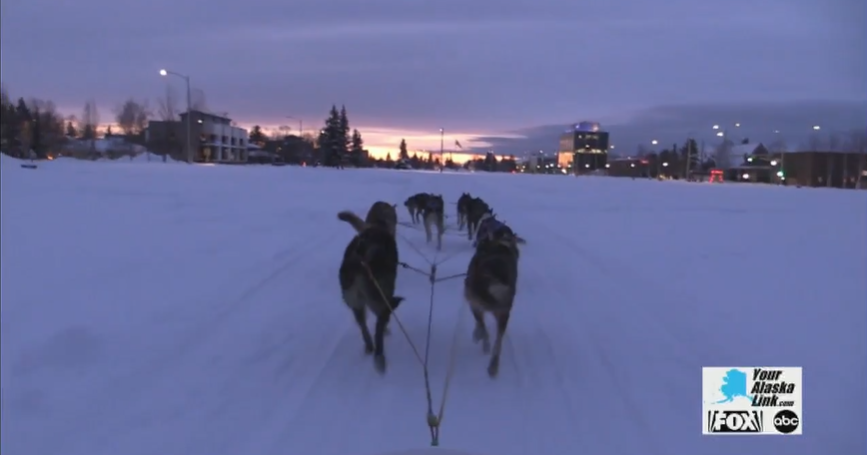 Fur Rondy visitors dog sled for first time | Local & State News ...