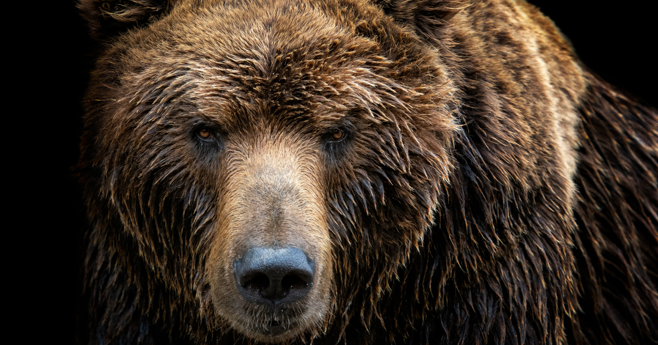 Unbearable: McNeil River bear viewing lottery entry deadline approaching - Vimarsana News