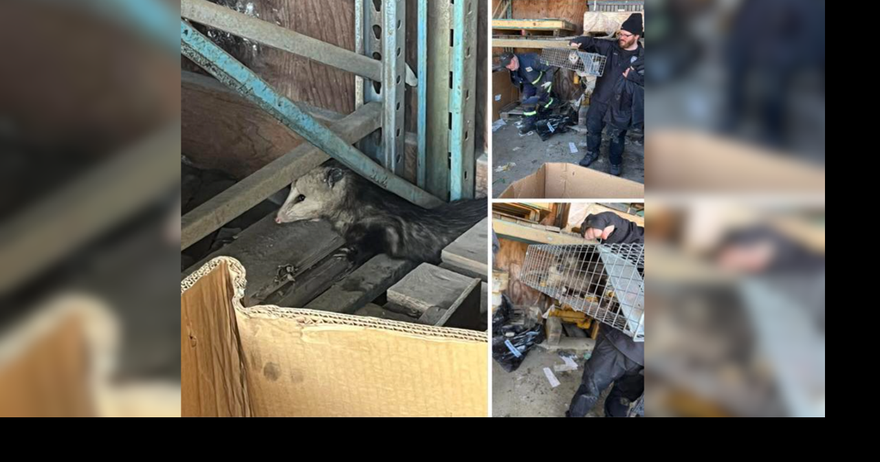 Opossum found in Juneau to be relocated to Anchorage zoo