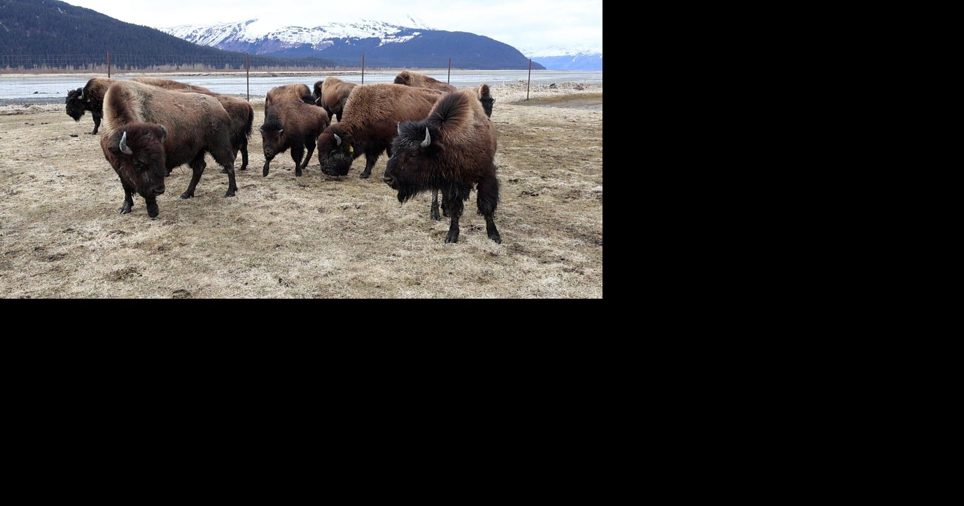 Bison calving season underway at Alaska Wildlife Conservation Center