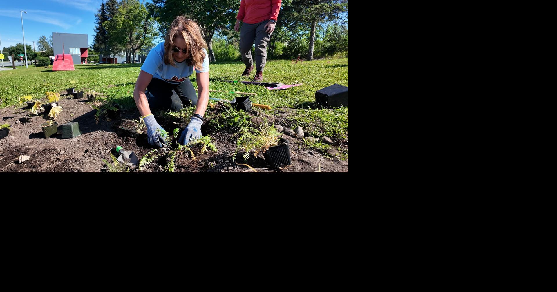 Native meadow takes root at Johnny Ellis Rainbow Bridge Park