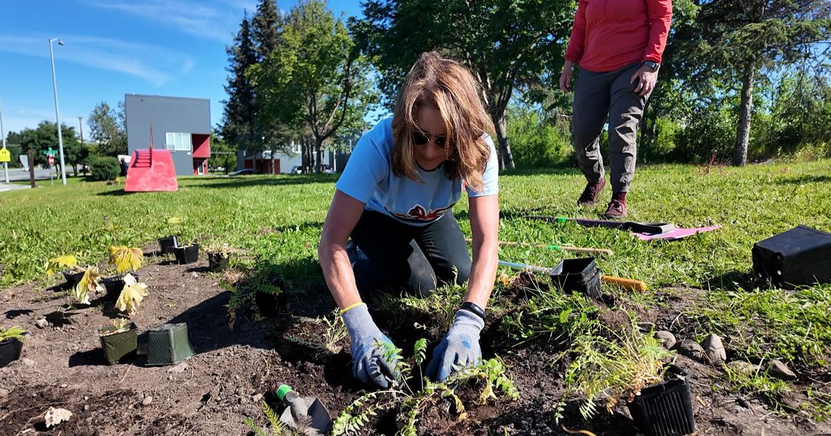 Native meadow takes root at Johnny Ellis Rainbow Bridge Park