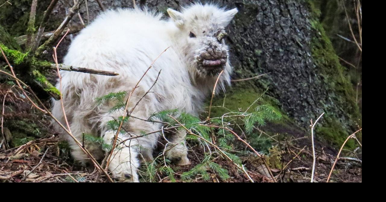 Disease warning issued after mountain goat deaths on Juneau trails