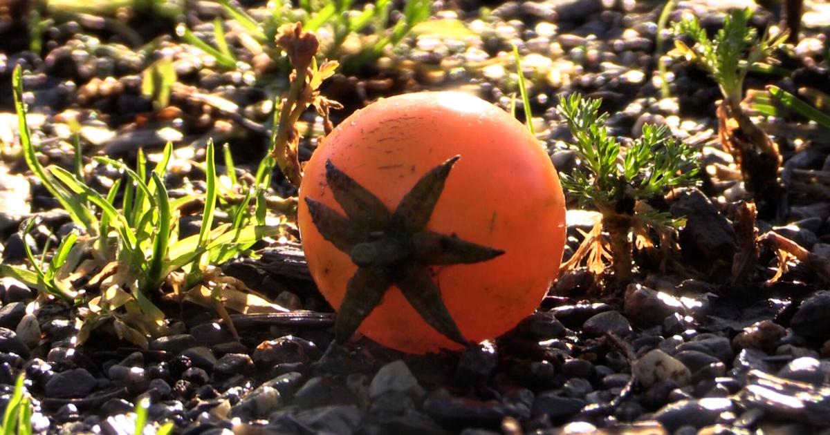 Gardeners prepare beds for winter and next spring
