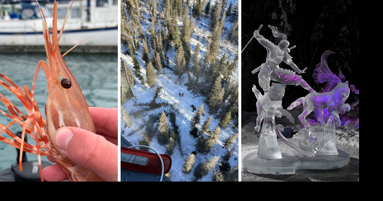 AROUND ALASKA: Shrimp Season, Snowmachiner Rescue, and Ice Art