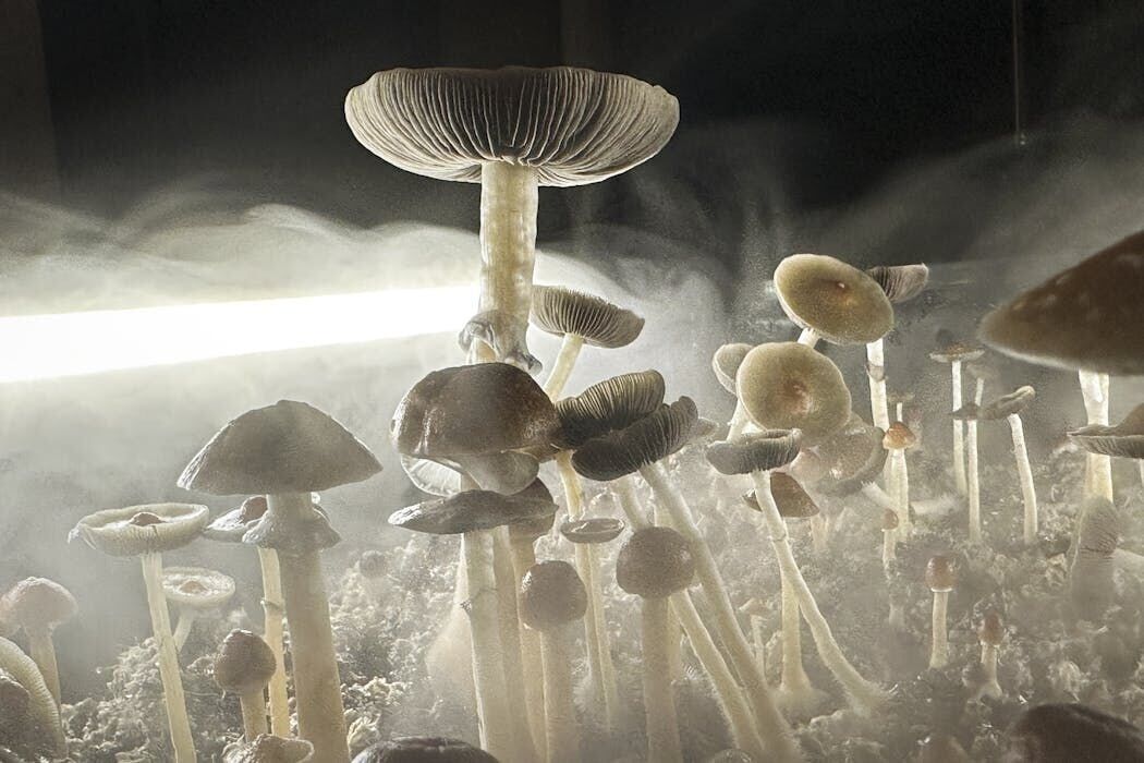 <a href="https://www.youralaskalink.com/arts_and_entertainment/health/this-isnt-the-first-time-psilocybin-laced-products-have-been-found-in-denver/image_a1fafaed-88d5-56bc-abae-6b32d71283ea.html" target="_blank">This isn’t the first time psilocybin-laced products have been found in Denver.</a>