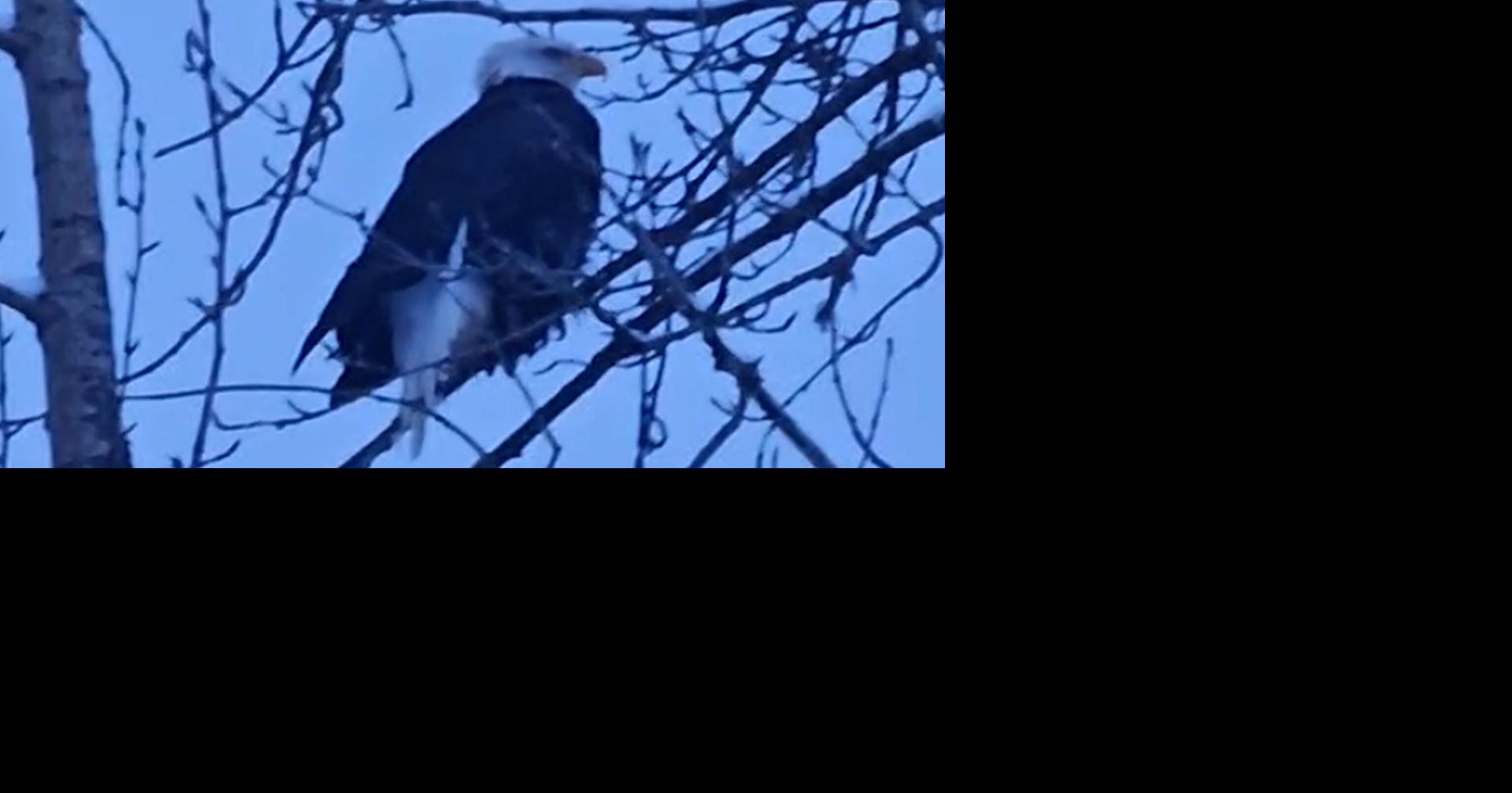 Anchorage bans wildlife feeding, fines up to $500 set in place