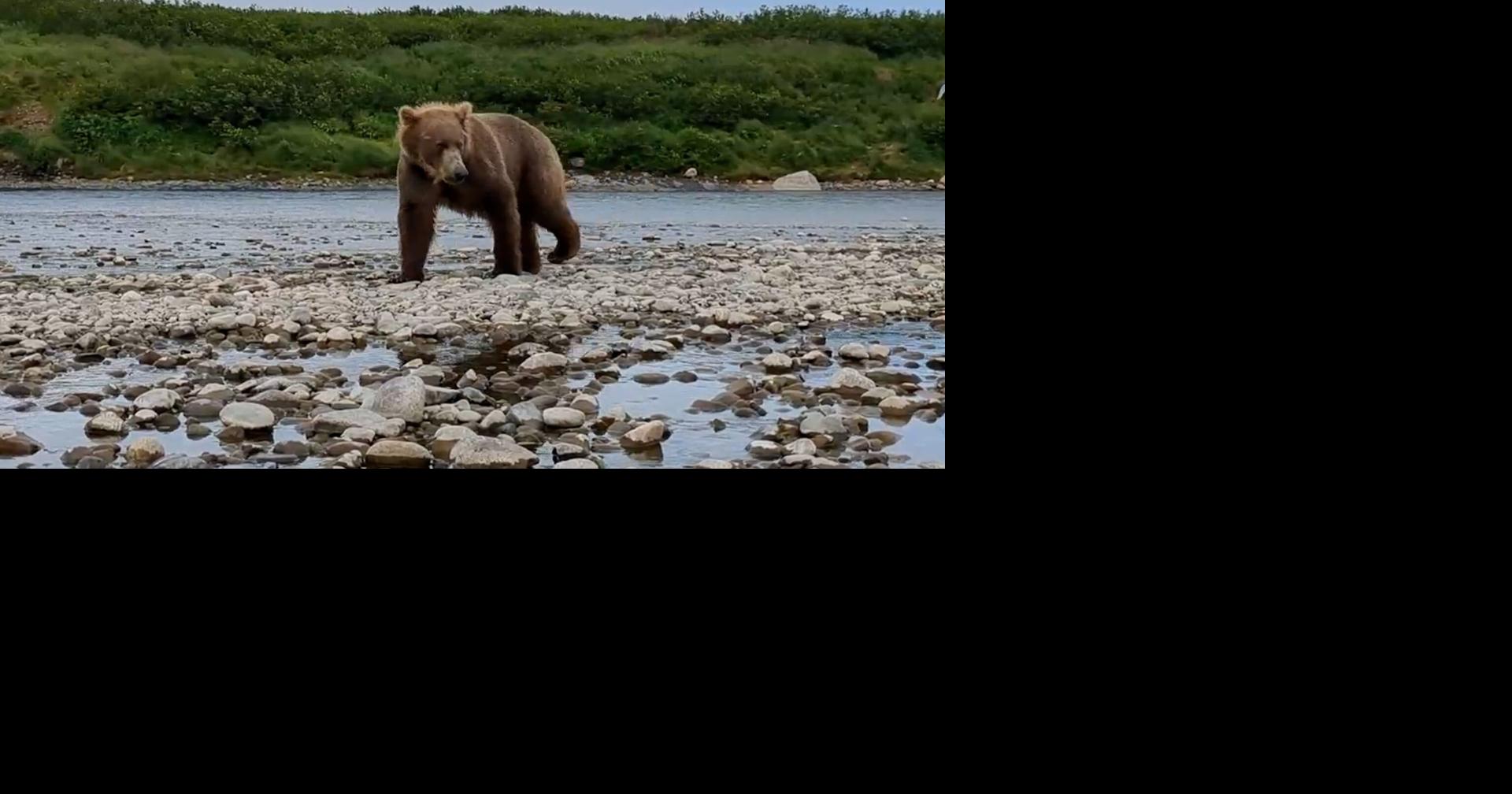Court allows Alaska bear control program to continue