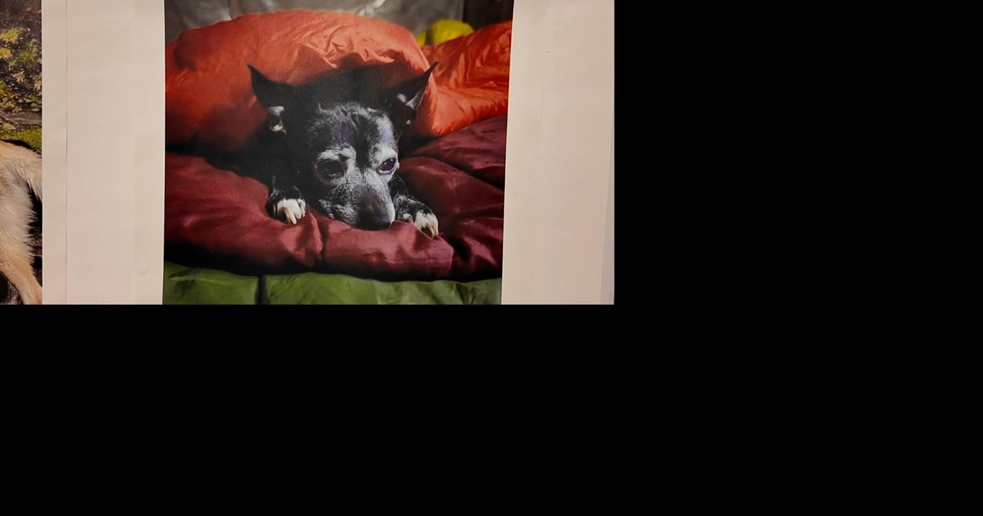 Misty Rehder case grows with latest dog discovery