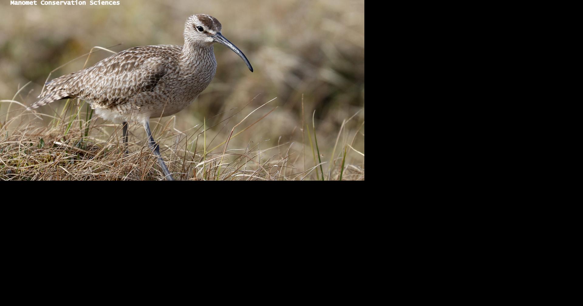 Following the whistle: tracking Alaska’s endangered whimbrels