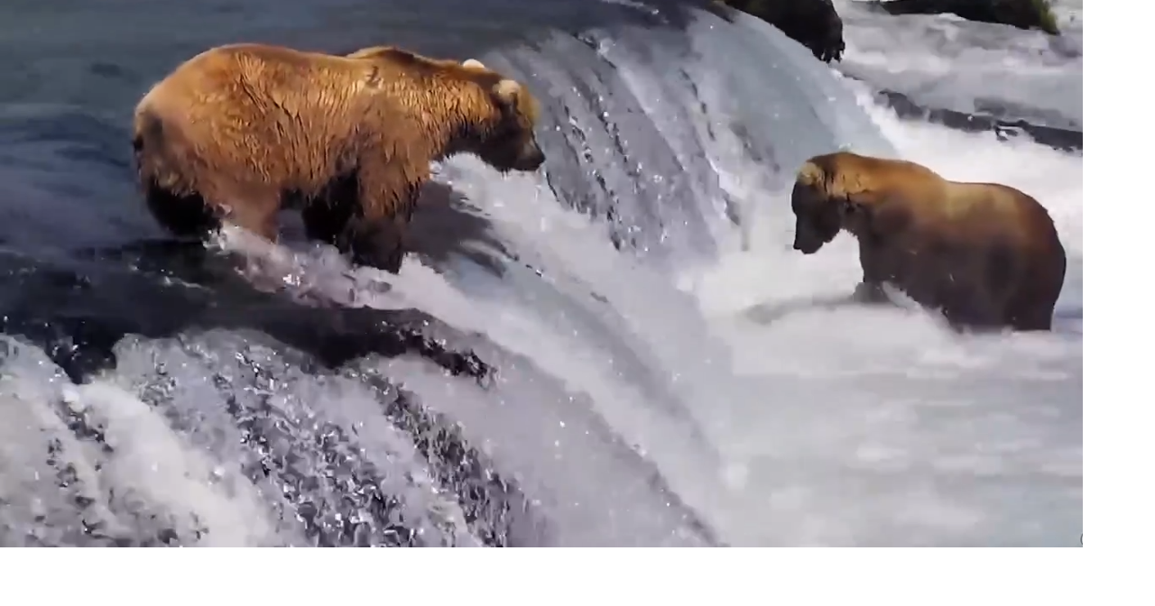 AI system tracks Alaska brown bears without collars or genetic testing