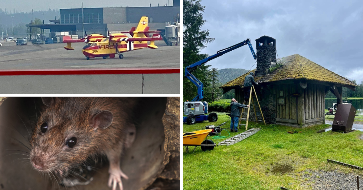 Alaska Rats AROUND ALASKA: Water Bombers, Rat Sighting, and Shelter Clean-Up ...