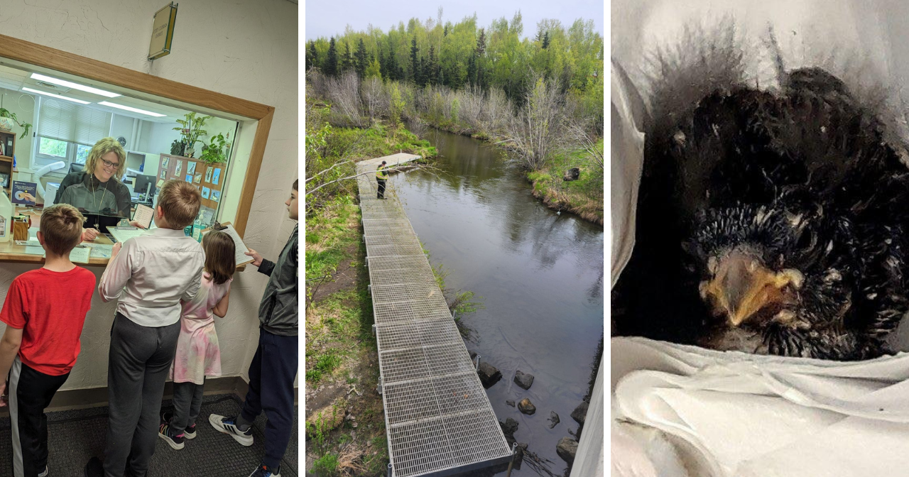 AROUND ALASKA: Youth Business, Elevated Walkways, and Bird Rescue! - Vimarsana News