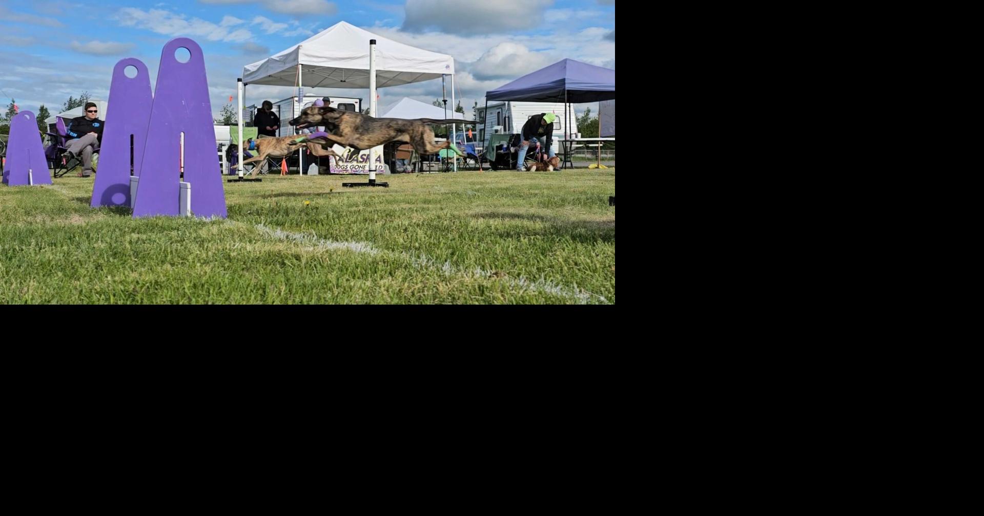 <a href="https://www.youralaskalink.com/livestream/dogs-go-head-to-head-at-flyball-tournament-in-palmer/video_d50a39a6-db3b-5036-87fe-4580d994c63d.html" target="_blank">Dogs Go Head-to-Head at Flyball Tournament in Palmer</a>