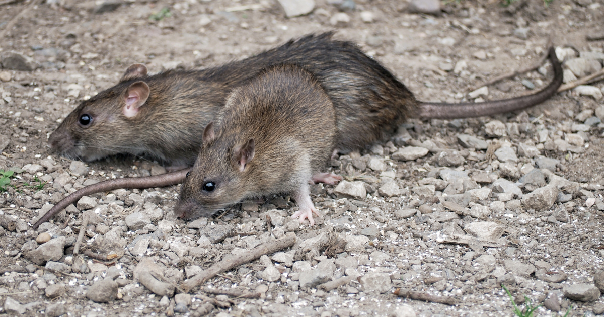 Alaska Rats Keeping Invasive Rats Off Aleutian Islands: Solutions Discussed in ...