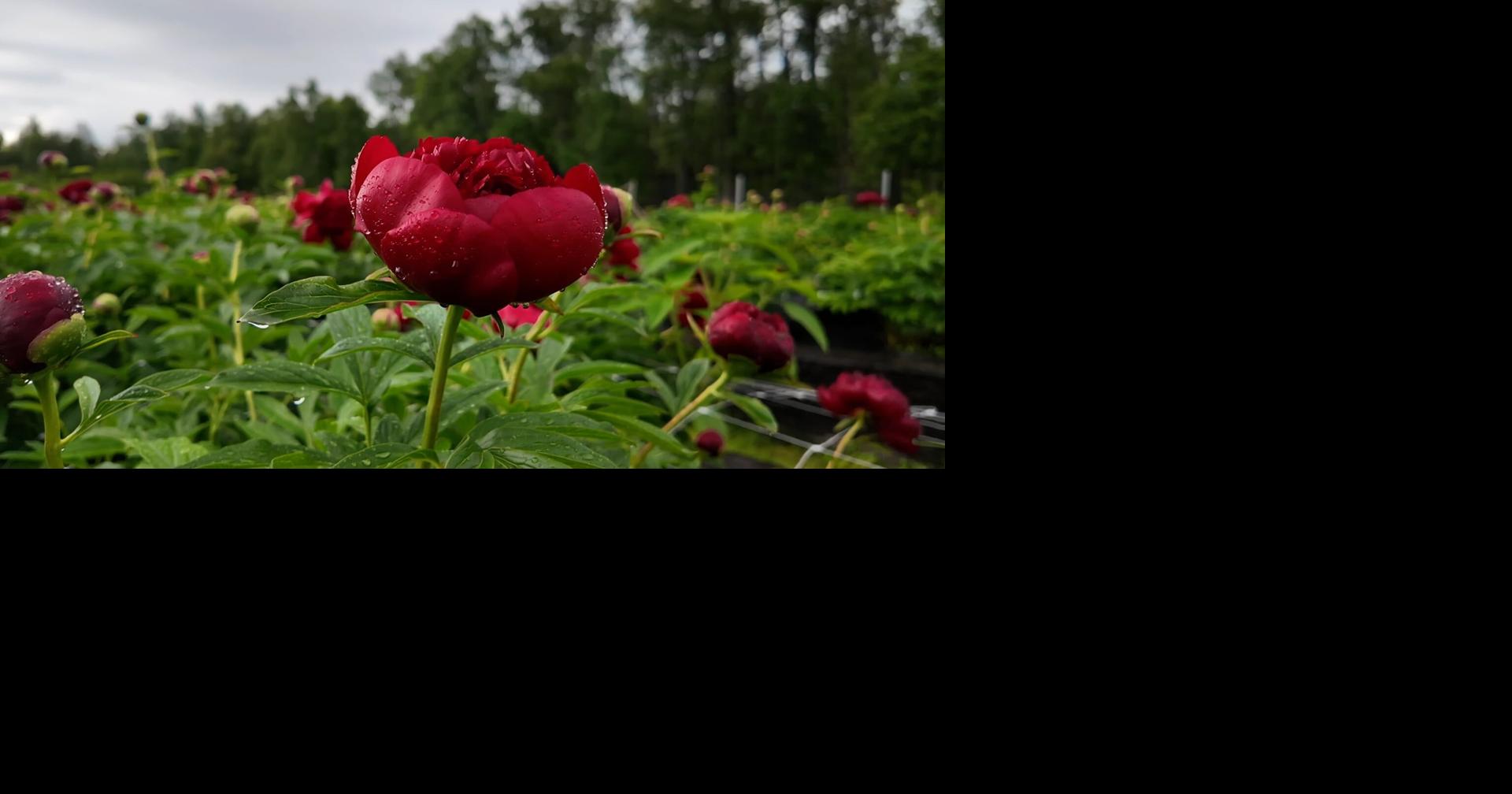 <a href="https://www.youralaskalink.com/livestream/peony-farms-adapt-to-cooler-summer/video_dd844997-e4dc-535b-8c7b-4e4e78f21607.html" target="_blank">Peony farms adapt to cooler summer</a>