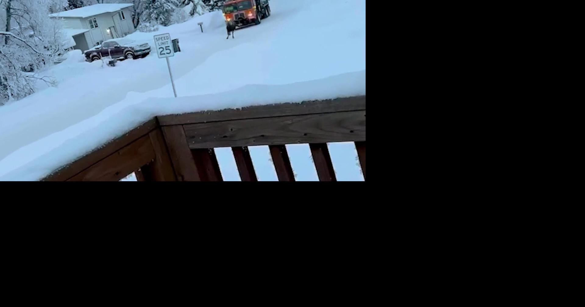 Moose chased down the street by trash truck driver | Homepage