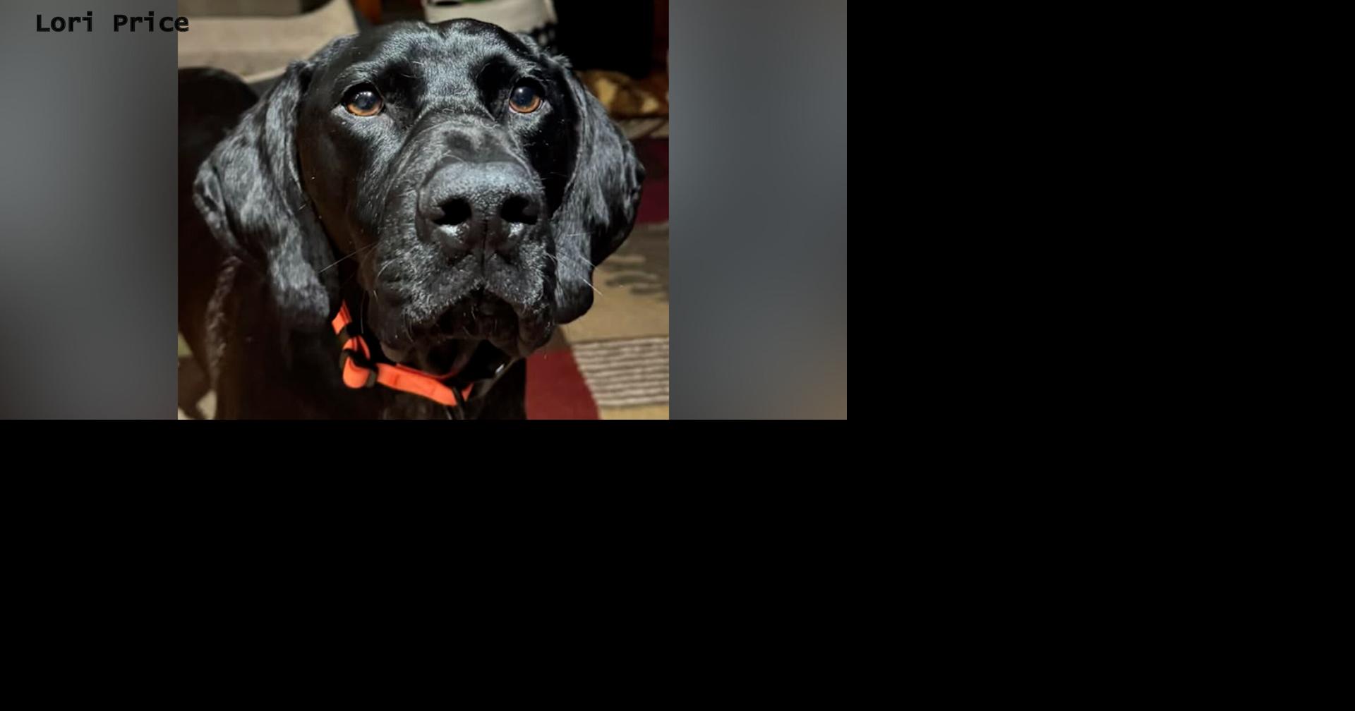 Dog survives bear attack, owner fends off charge
