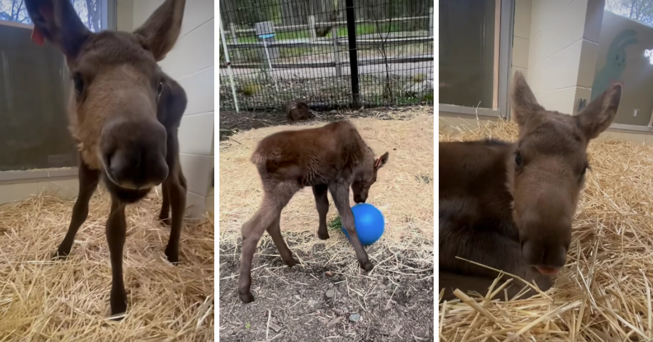 Meet Orlando: Rescued Moose Calf Finds Home at Alaska Zoo After Tragic Loss - Vimarsana News