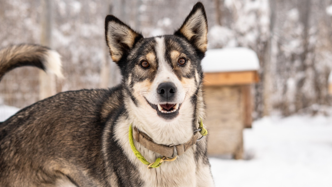 Mille Porsild heartbroken after sled dog Charley dies during Iditarod |  Iditarod | youralaskalink.com
