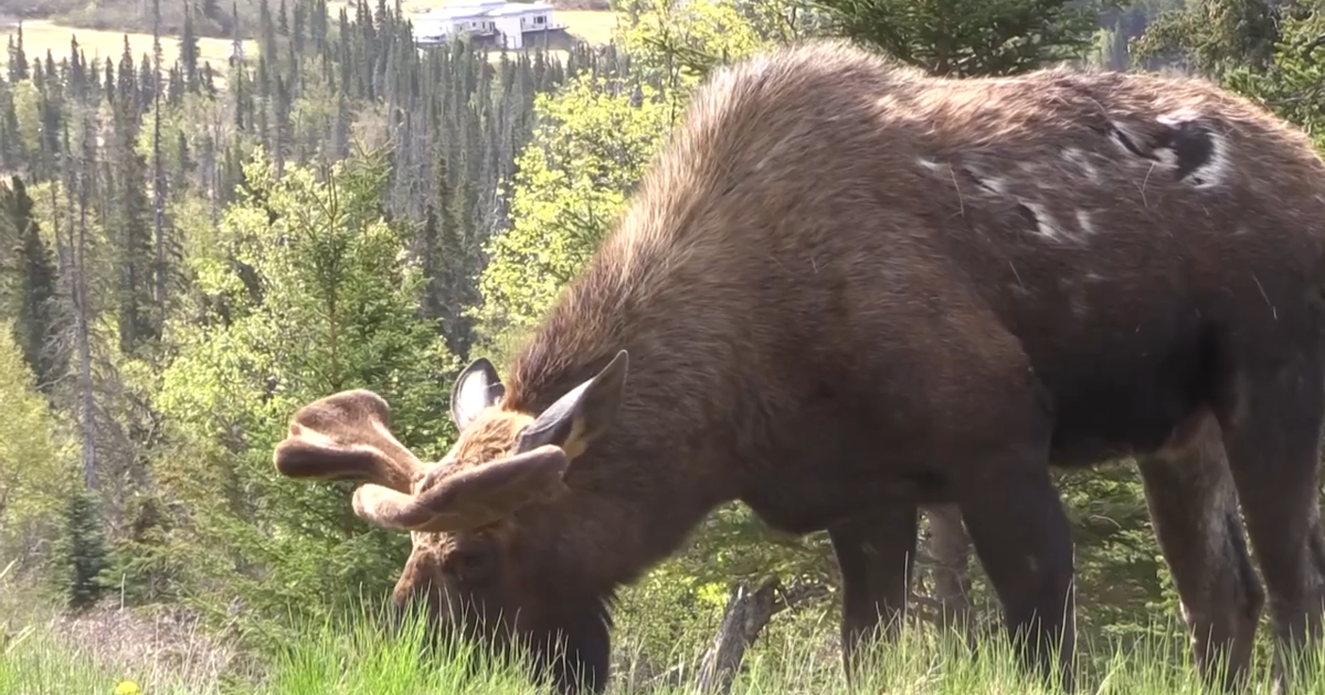 Joe Rogan Moose Kill Alaska man cited for failing to report moose kill after dog attack ...