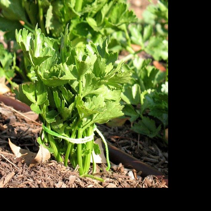 Garden Corner Growing Celery Can Be A Rewarding Challenge Lifestyles Yourgv Com Best health and wellness ever! garden corner growing celery can be a