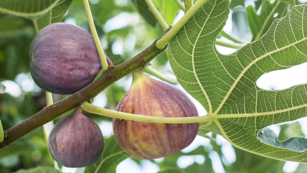 Figs are a fall fruit you can grow County Life yourgv.com