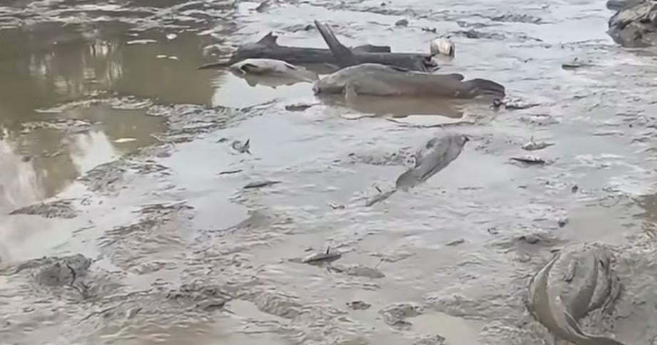State agency reaching out to owner of hydroelectric dam after fish kill in Halifax County