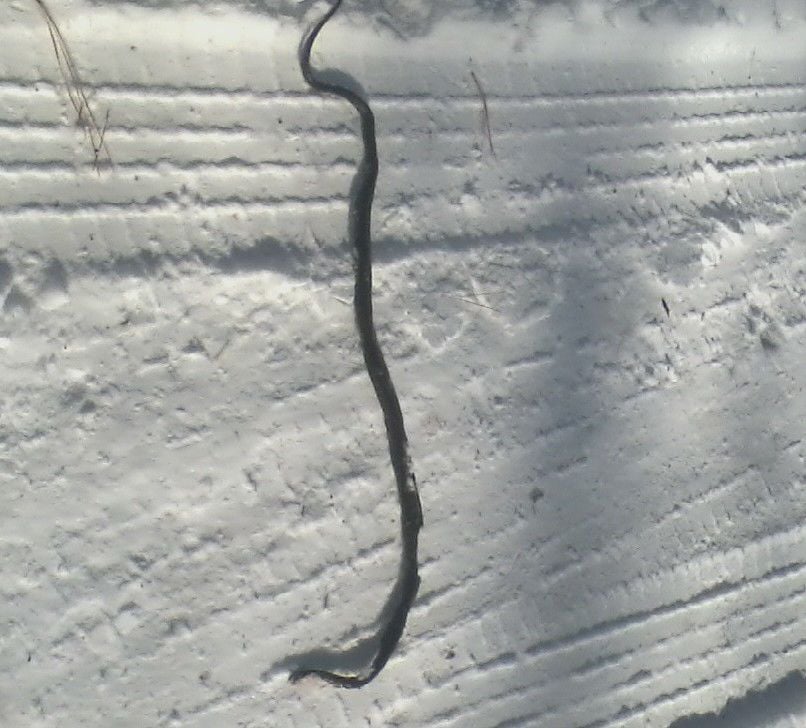 Alton Girl Spots Snow Snake Local News Yourgv Com