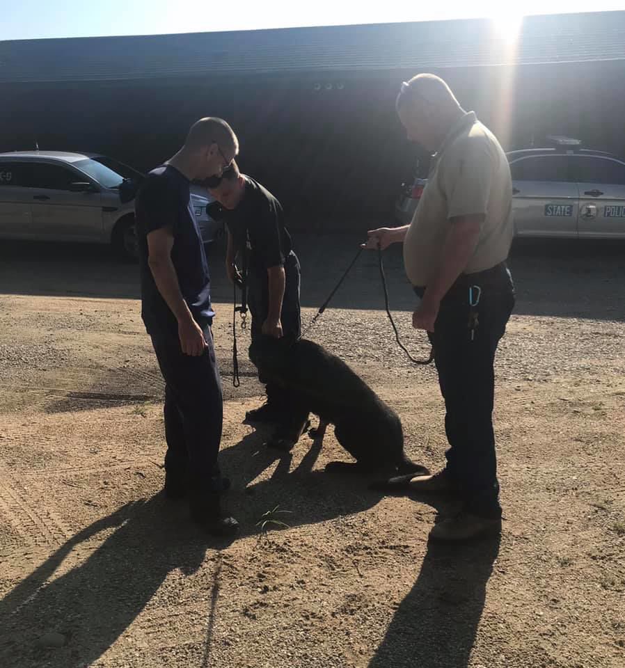 todd's k9 training